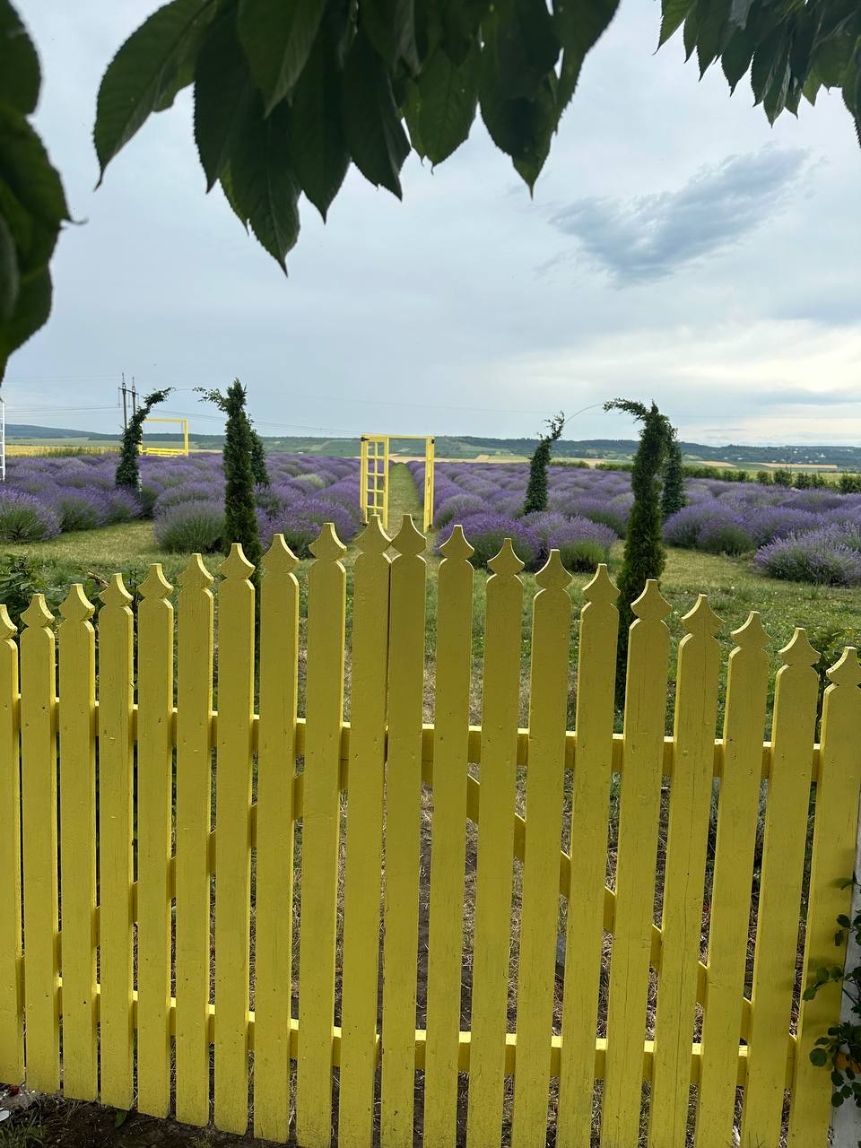 Лавандове поле за парканом