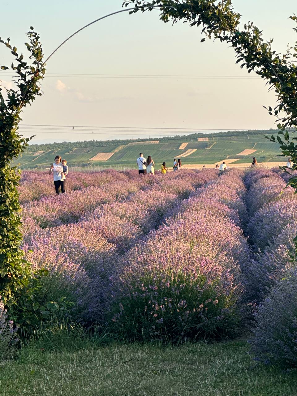 Лавандове поле з відвідувачами