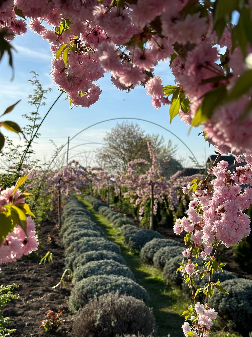 Арка з сакури над лавандовими рядами