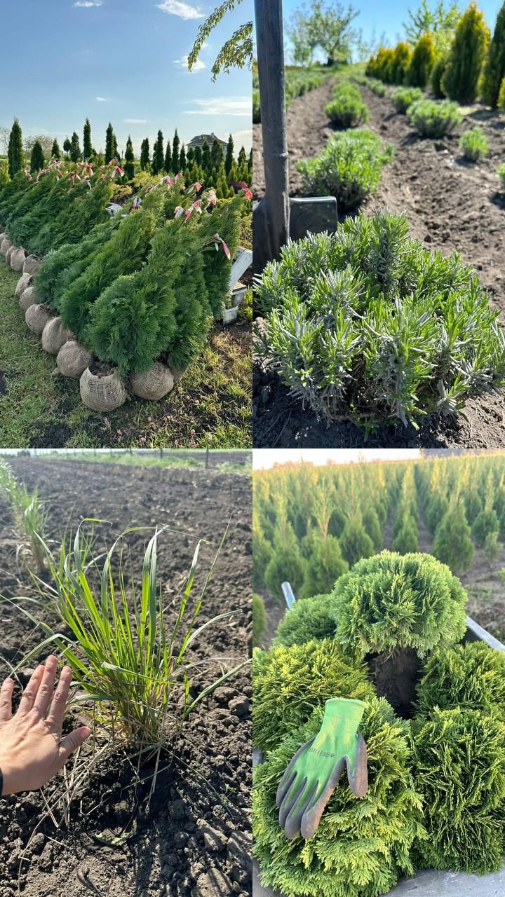 Рослини на полі