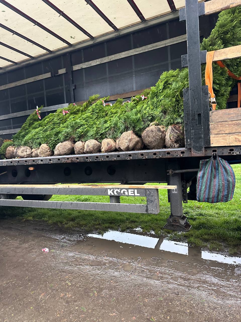 Завантаження рослин